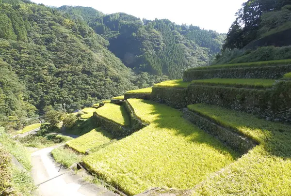 石垣の村の棚田