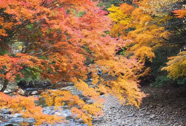 見立渓谷の紅葉