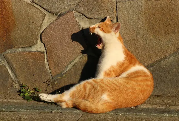 三崎商店街のねこ
