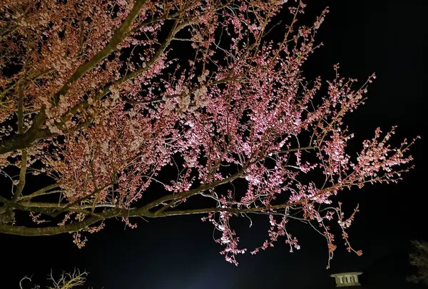 さくらの花🌸