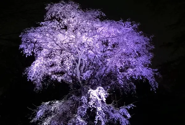 六義園の写真・動画_image_266464