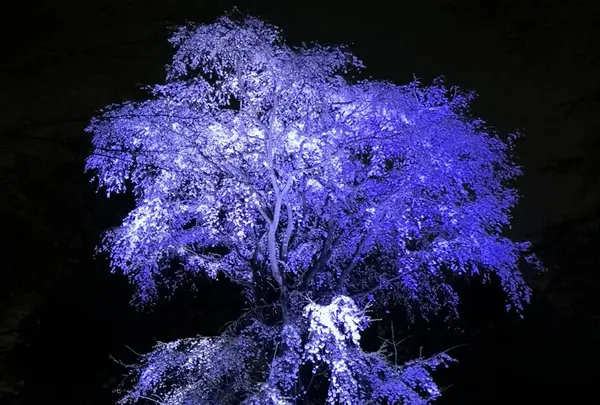 六義園の写真・動画_image_266465
