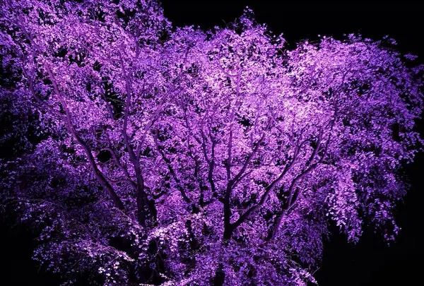 六義園の写真・動画_image_266466