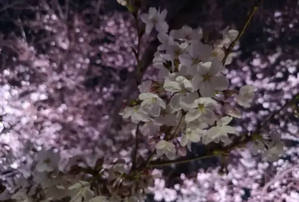 六義園の写真・動画_image_266468