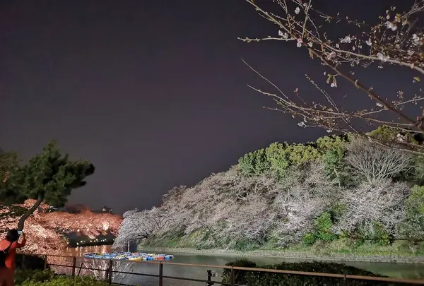 千鳥ヶ淵の写真・動画_image_266469