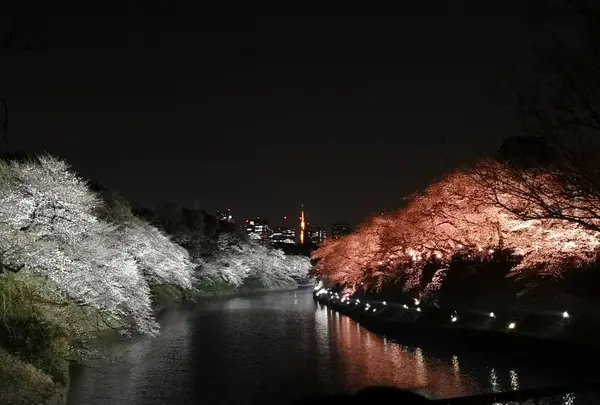 千鳥ヶ淵の写真・動画_image_266470