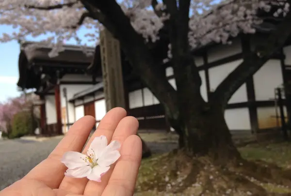 可愛い花びら～