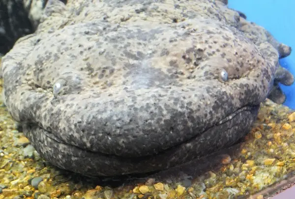 京都水族館の写真・動画_image_2824
