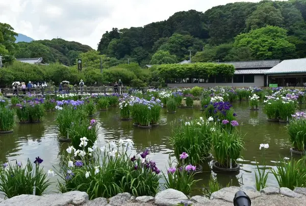 花菖蒲