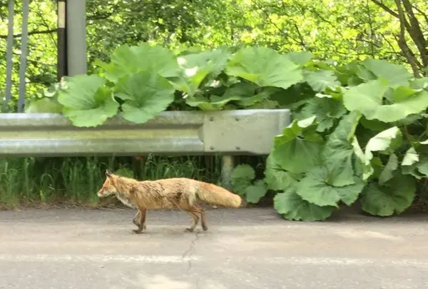 キタキツネ
