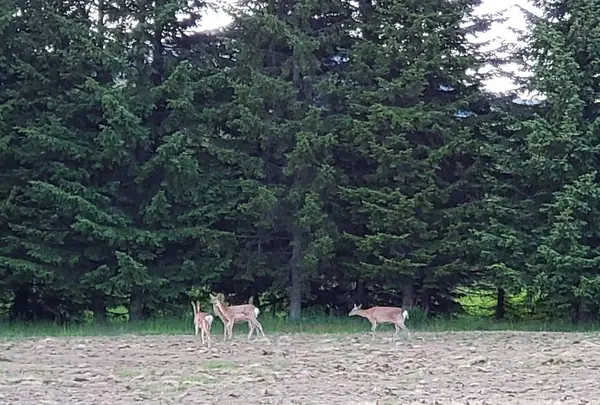 サファリカート