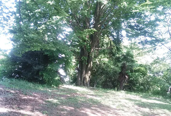 野道でマイナスイオン充電