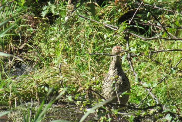 早々に大きな鳥に遭遇。 キジ？