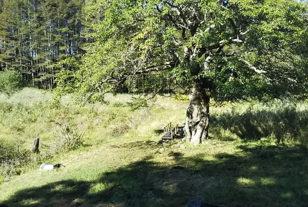 湿原の入口付近