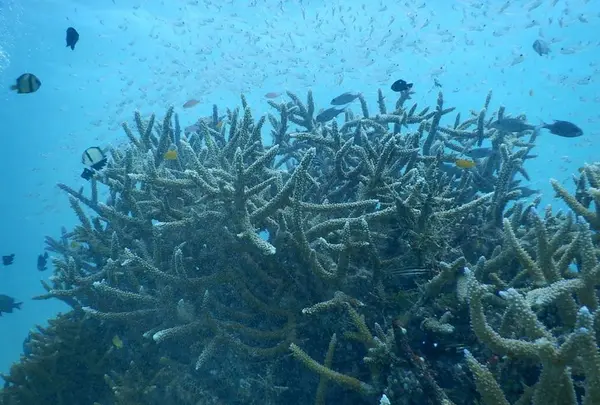 スマイルフィッシュ Smile Fish IRIOMOTEJIMAの写真・動画_image_312463