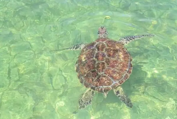 海ガメ