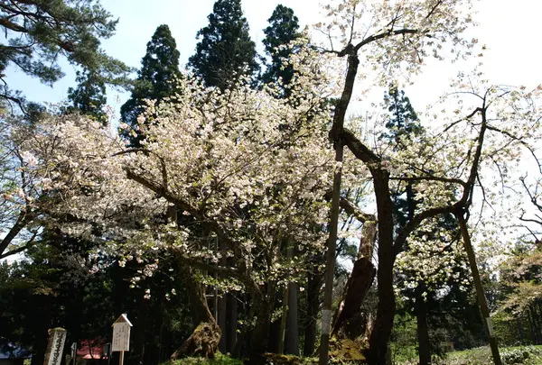 大鹿桜