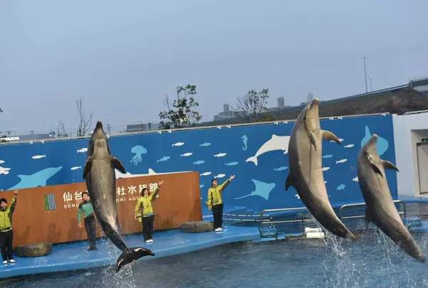 イルカショー