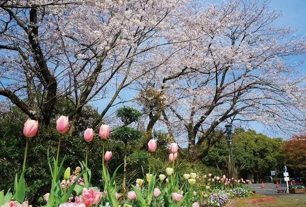 平和台公園の写真・動画_image_341477