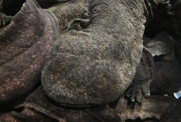 京都水族館の写真・動画_image_3441