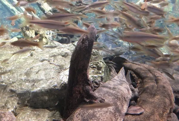 京都水族館の写真・動画_image_3442