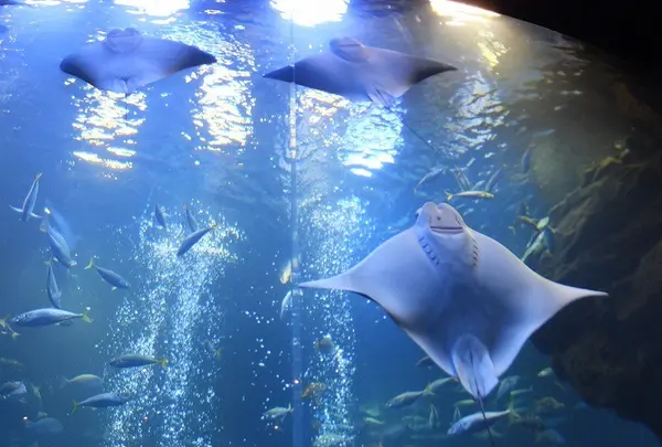 京都水族館の写真・動画_image_3444