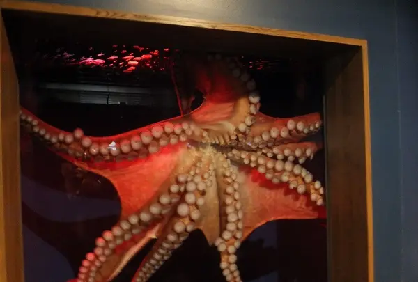 京都水族館の写真・動画_image_3446