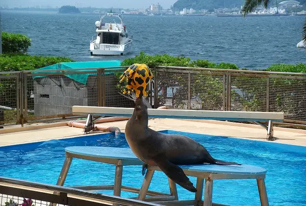 海獣