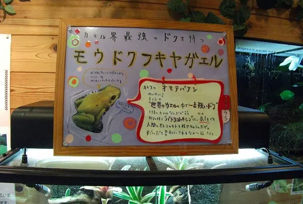モウドクフキヤガエル