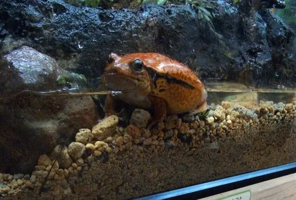 サビトマトガエル
