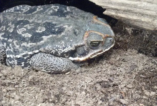 巨大ヒキガエル