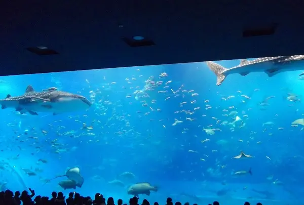 巨大水槽、黒潮の海