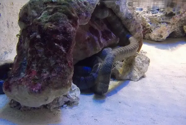 ウミヘビ