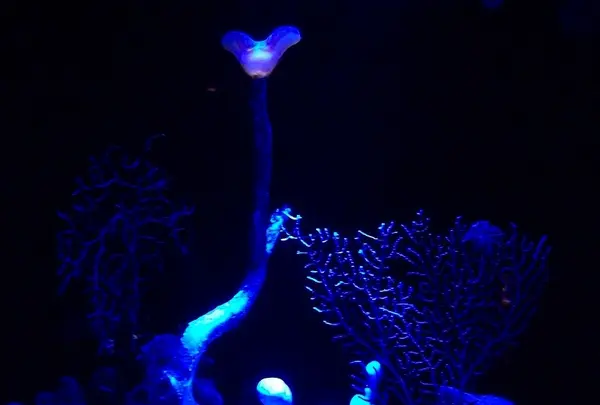 コトクラゲ