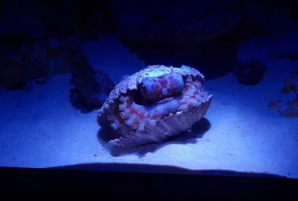 ベニツケダコ