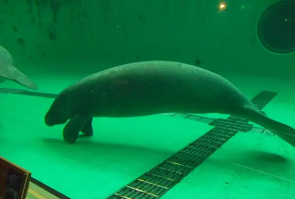 マナティー館