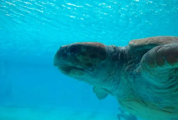 ウミガメ館