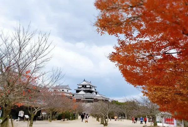 松山城の写真・動画_image_353390