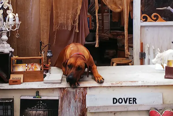 看板犬