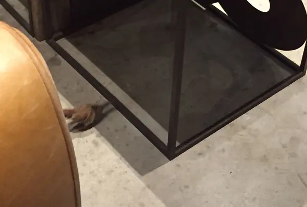 たまに