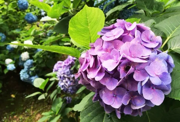 見事に咲いた紫陽花が見頃