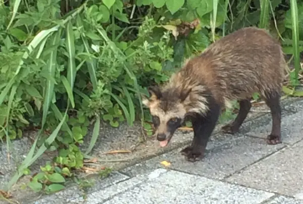野生のタヌキを発見！