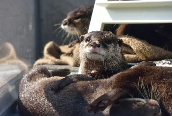 カワウソ握手