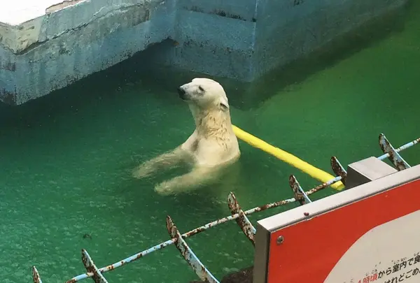 シロクマ