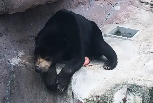 マレー熊