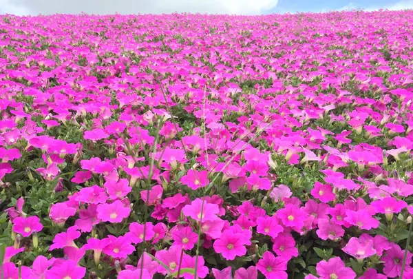 マザー牧場の写真・動画_image_40019