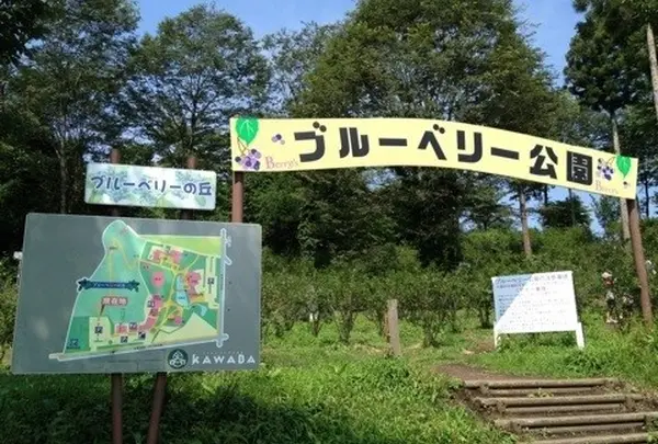 ブルーベリー園