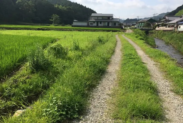 田んぼ