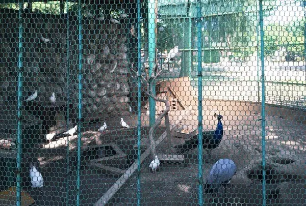 高崎公園の写真・動画_image_40668
