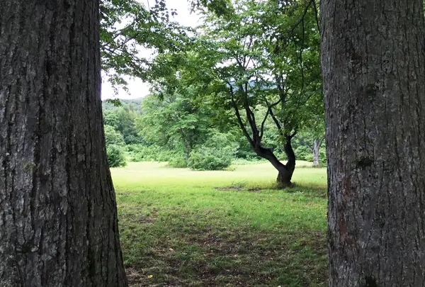 木に抱きついて